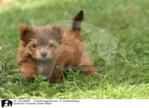 laufender Yorkshire Terrier Welpe / walking Yorkshire Terrier Puppy / SS-39648