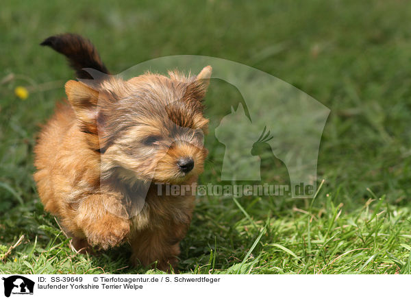 laufender Yorkshire Terrier Welpe / walking Yorkshire Terrier Puppy / SS-39649