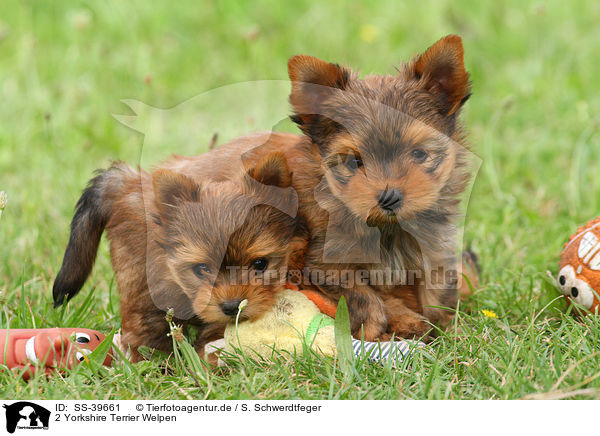 2 Yorkshire Terrier Welpen / SS-39661