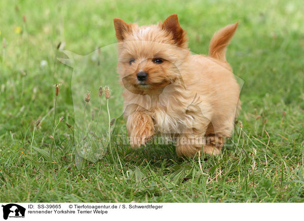 rennender Yorkshire Terrier Welpe / SS-39665