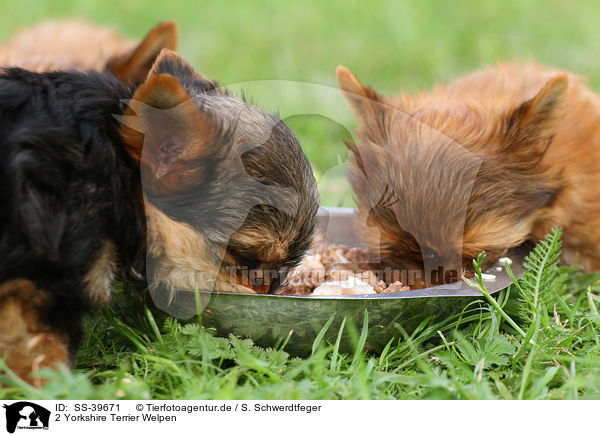 2 Yorkshire Terrier Welpen / 2 Yorkshire Terrier Puppies / SS-39671