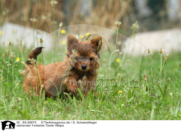 stehender Yorkshire Terrier Welpe / standing Yorkshire Terrier Puppy / SS-39675