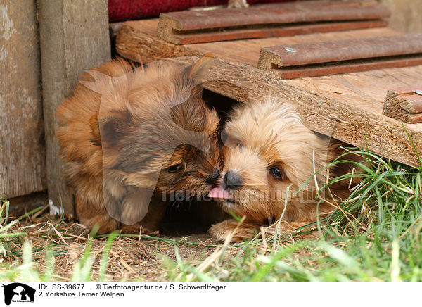 2 Yorkshire Terrier Welpen / 2 Yorkshire Terrier Puppies / SS-39677