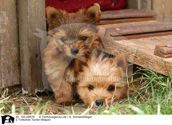 2 Yorkshire Terrier Welpen / 2 Yorkshire Terrier Puppies / SS-39678