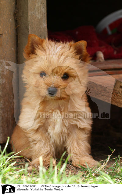 sitzender Yorkshire Terrier Welpe / sitting Yorkshire Terrier Puppy / SS-39681