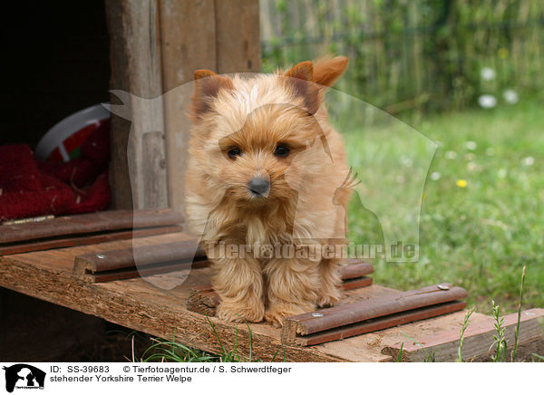 stehender Yorkshire Terrier Welpe / standing Yorkshire Terrier Puppy / SS-39683