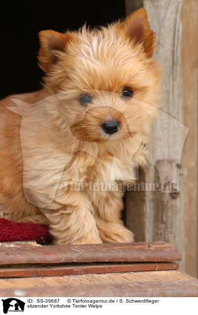 sitzender Yorkshire Terrier Welpe / sitting Yorkshire Terrier Puppy / SS-39687