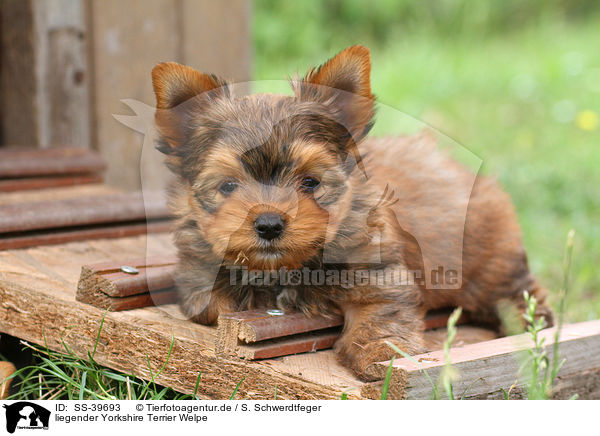 liegender Yorkshire Terrier Welpe / lying Yorkshire Terrier Puppy / SS-39693