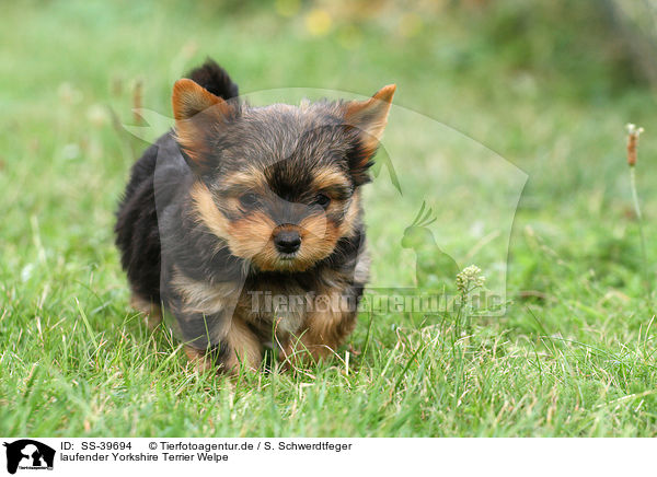 laufender Yorkshire Terrier Welpe / walking Yorkshire Terrier Puppy / SS-39694