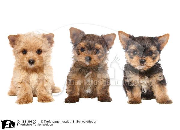 3 Yorkshire Terrier Welpen / 3 Yorkshire Terrier Puppies / SS-39890