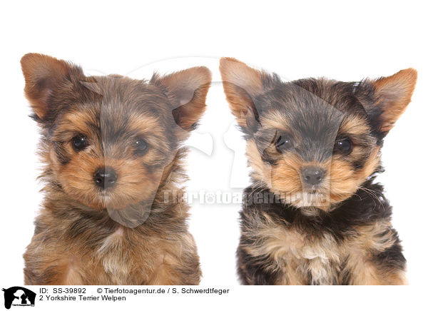 2 Yorkshire Terrier Welpen / 2 Yorkshire Terrier Puppies / SS-39892