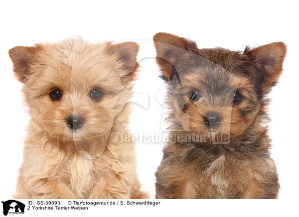 2 Yorkshire Terrier Welpen / 2 Yorkshire Terrier Puppies / SS-39893