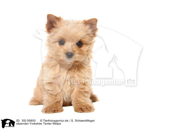 sitzender Yorkshire Terrier Welpe / sitting Yorkshire Terrier Puppy / SS-39900