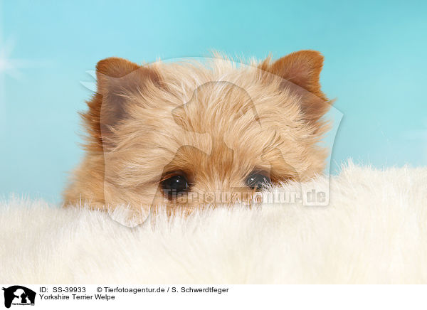 Yorkshire Terrier Welpe / Yorkshire Terrier Puppy / SS-39933