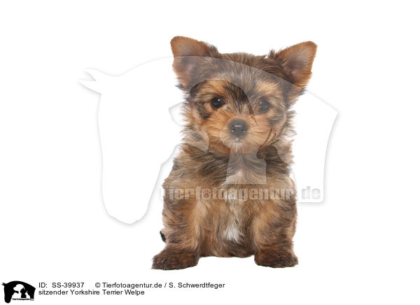 sitzender Yorkshire Terrier Welpe / sitting Yorkshire Terrier Puppy / SS-39937