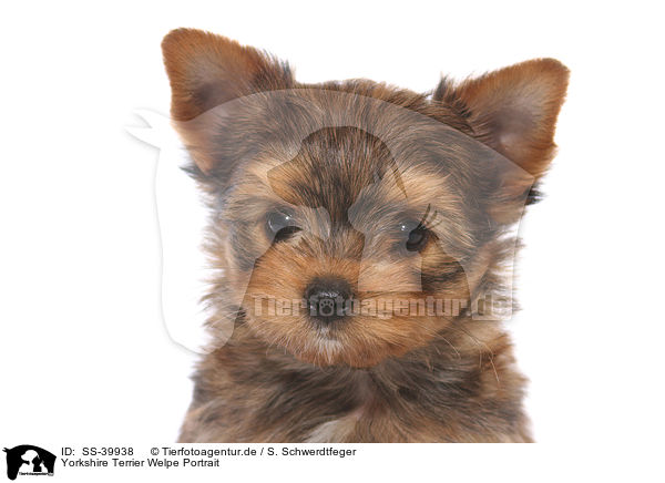 Yorkshire Terrier Welpe Portrait / Yorkshire Terrier Puppy Portrait / SS-39938
