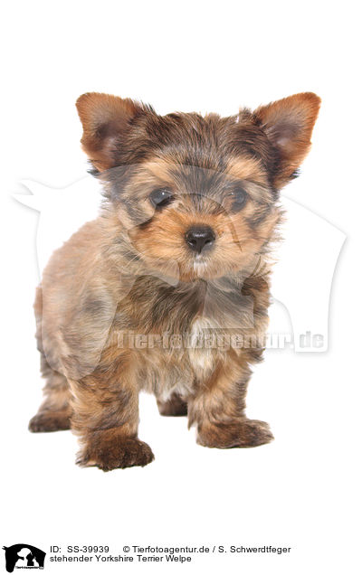 stehender Yorkshire Terrier Welpe / standing Yorkshire Terrier Puppy / SS-39939