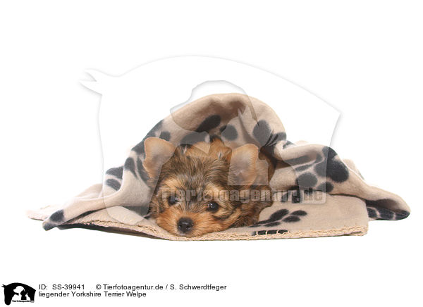liegender Yorkshire Terrier Welpe / lying Yorkshire Terrier Puppy / SS-39941
