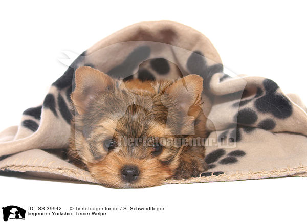 liegender Yorkshire Terrier Welpe / lying Yorkshire Terrier Puppy / SS-39942