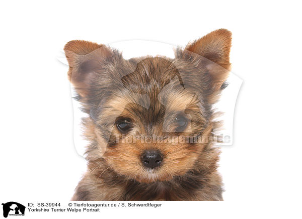 Yorkshire Terrier Welpe Portrait / Yorkshire Terrier Puppy Portrait / SS-39944