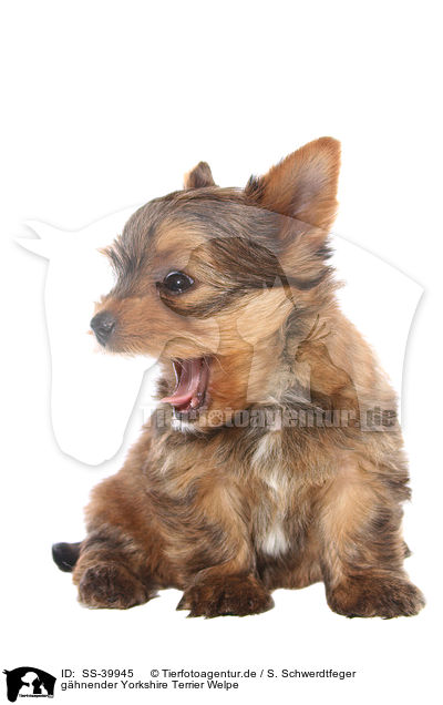 ghnender Yorkshire Terrier Welpe / yawning Yorkshire Terrier Puppy / SS-39945