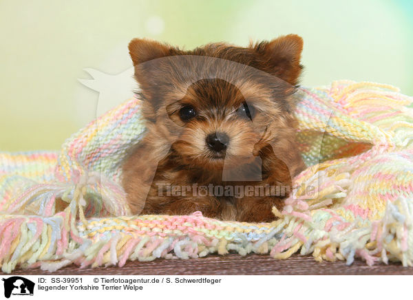 liegender Yorkshire Terrier Welpe / lying Yorkshire Terrier Puppy / SS-39951