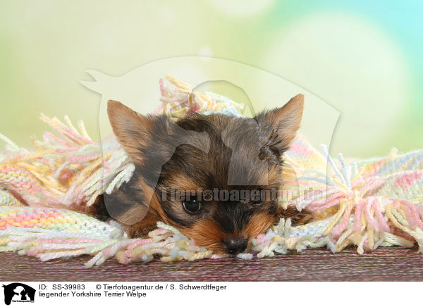 liegender Yorkshire Terrier Welpe / lying Yorkshire Terrier Puppy / SS-39983