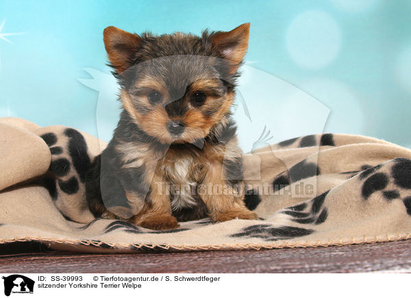 sitzender Yorkshire Terrier Welpe / sitting Yorkshire Terrier Puppy / SS-39993