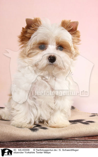 sitzender Yorkshire Terrier Welpe / sitting Yorkshire Terrier Puppy / SS-40006