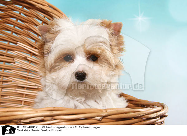 Yorkshire Terrier Welpe Portrait / SS-40012