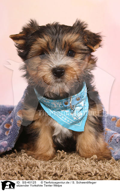 sitzender Yorkshire Terrier Welpe / sitting Yorkshire Terrier Puppy / SS-40125