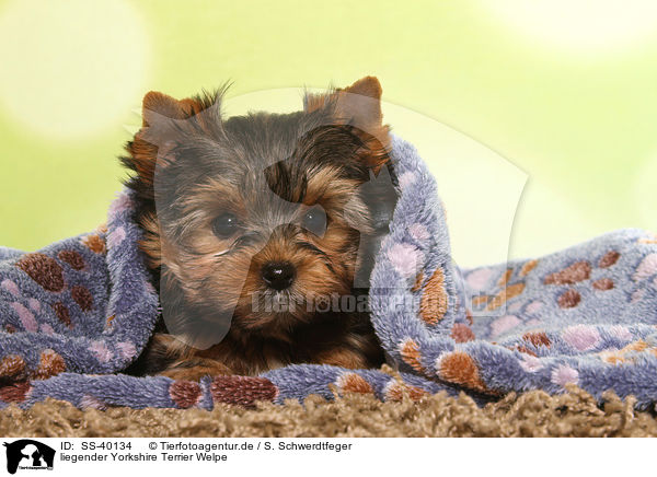 liegender Yorkshire Terrier Welpe / lying Yorkshire Terrier Puppy / SS-40134