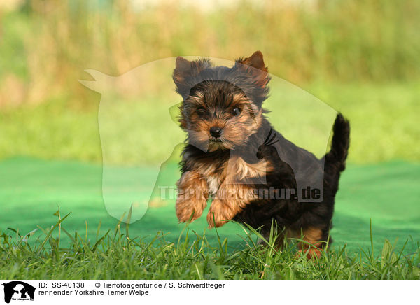rennender Yorkshire Terrier Welpe / SS-40138