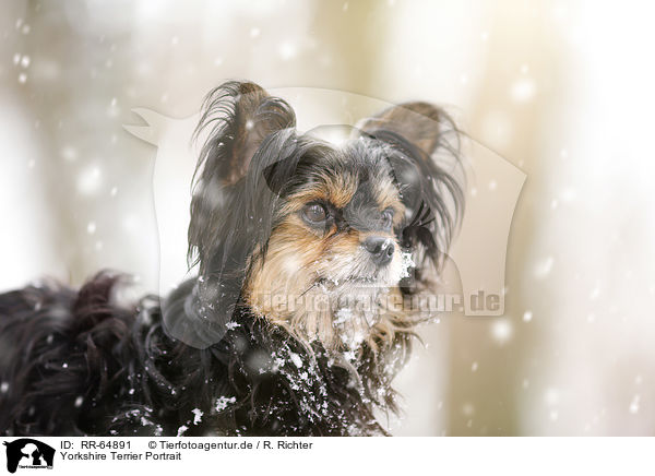 Yorkshire Terrier Portrait / RR-64891