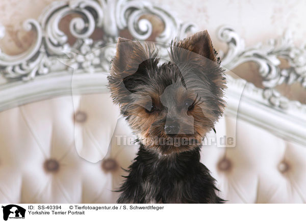 Yorkshire Terrier Portrait / Yorkshire Terrier portrait / SS-40394