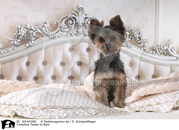 Yorkshire Terrier im Bett / Yorkshire Terrier in bed / SS-40399