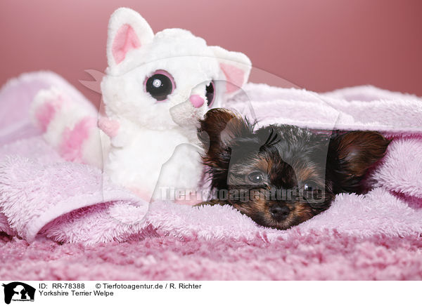 Yorkshire Terrier Welpe / Yorkshire Terrier Puppy / RR-78388