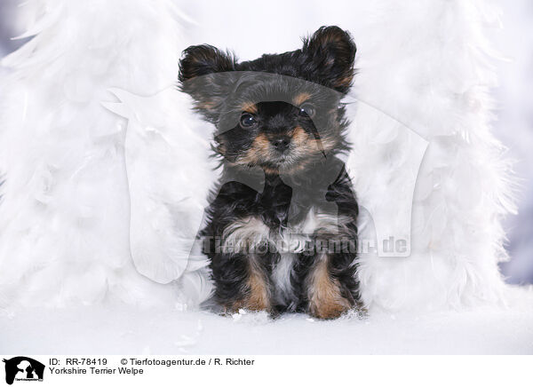 Yorkshire Terrier Welpe / Yorkshire Terrier Puppy / RR-78419
