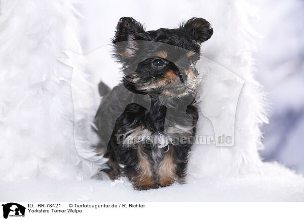 Yorkshire Terrier Welpe / Yorkshire Terrier Puppy / RR-78421