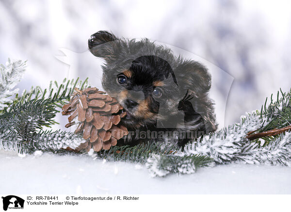 Yorkshire Terrier Welpe / RR-78441