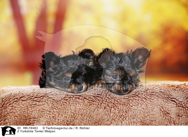 2 Yorkshire Terrier Welpen / 2 Yorkshire Terrier Puppies / RR-78483