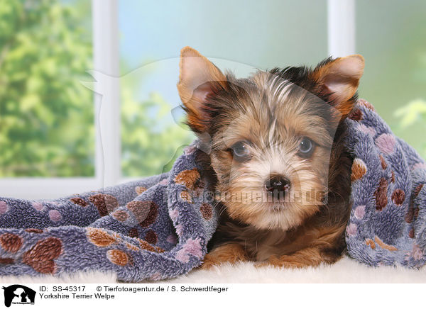 Yorkshire Terrier Welpe / Yorkshire Terrier Puppy / SS-45317