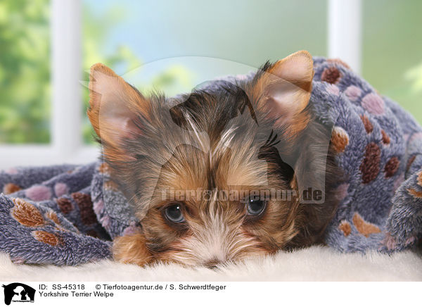 Yorkshire Terrier Welpe / Yorkshire Terrier Puppy / SS-45318
