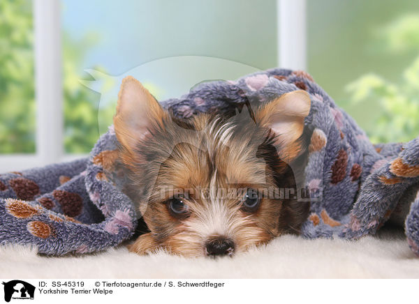 Yorkshire Terrier Welpe / Yorkshire Terrier Puppy / SS-45319