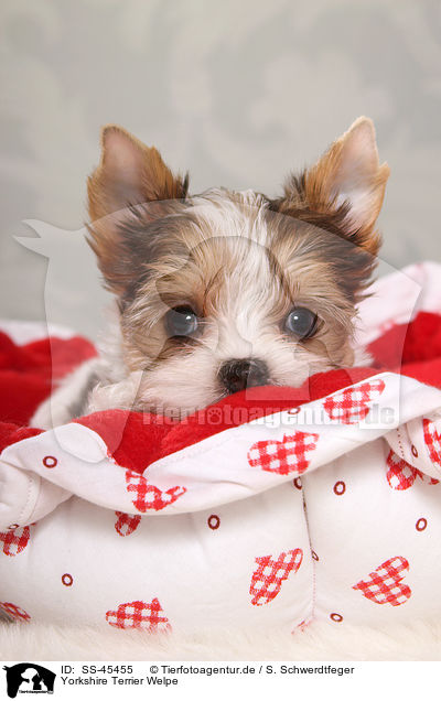 Yorkshire Terrier Welpe / Yorkshire Terrier Puppy / SS-45455