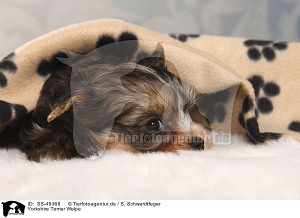 Yorkshire Terrier Welpe / Yorkshire Terrier Puppy / SS-45468