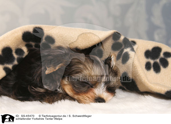 schlafender Yorkshire Terrier Welpe / sleeping Yorkshire Terrier Puppy / SS-45470