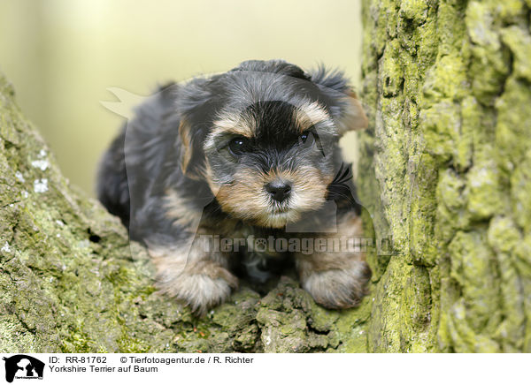Yorkshire Terrier auf Baum / Yorkshire Terrier on tree / RR-81762