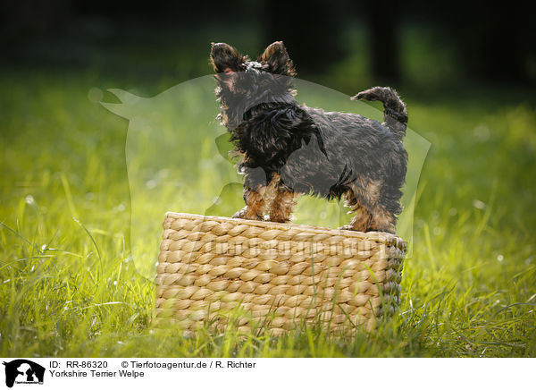 Yorkshire Terrier Welpe / Yorkshire Terrier Puppy / RR-86320
