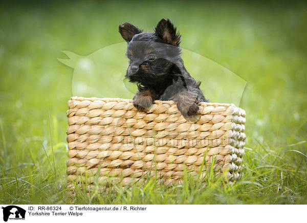 Yorkshire Terrier Welpe / Yorkshire Terrier Puppy / RR-86324